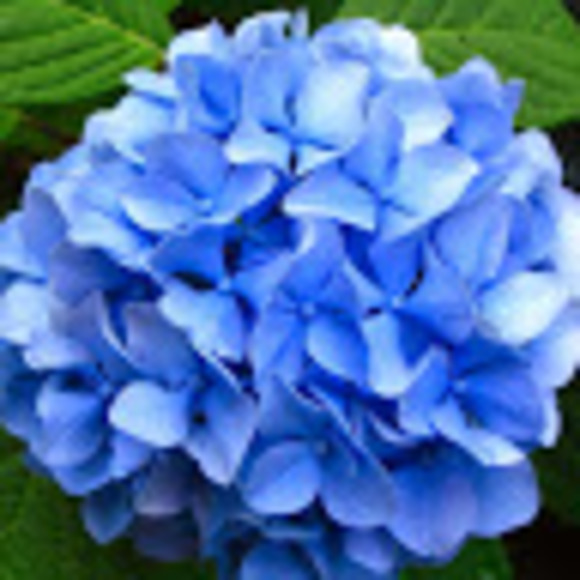 Meet your Posher, Geneviève - Picture 1 of 1